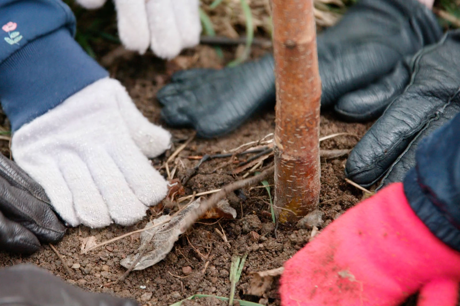 A close-up of hands pressing down on the soil, planting a tree.