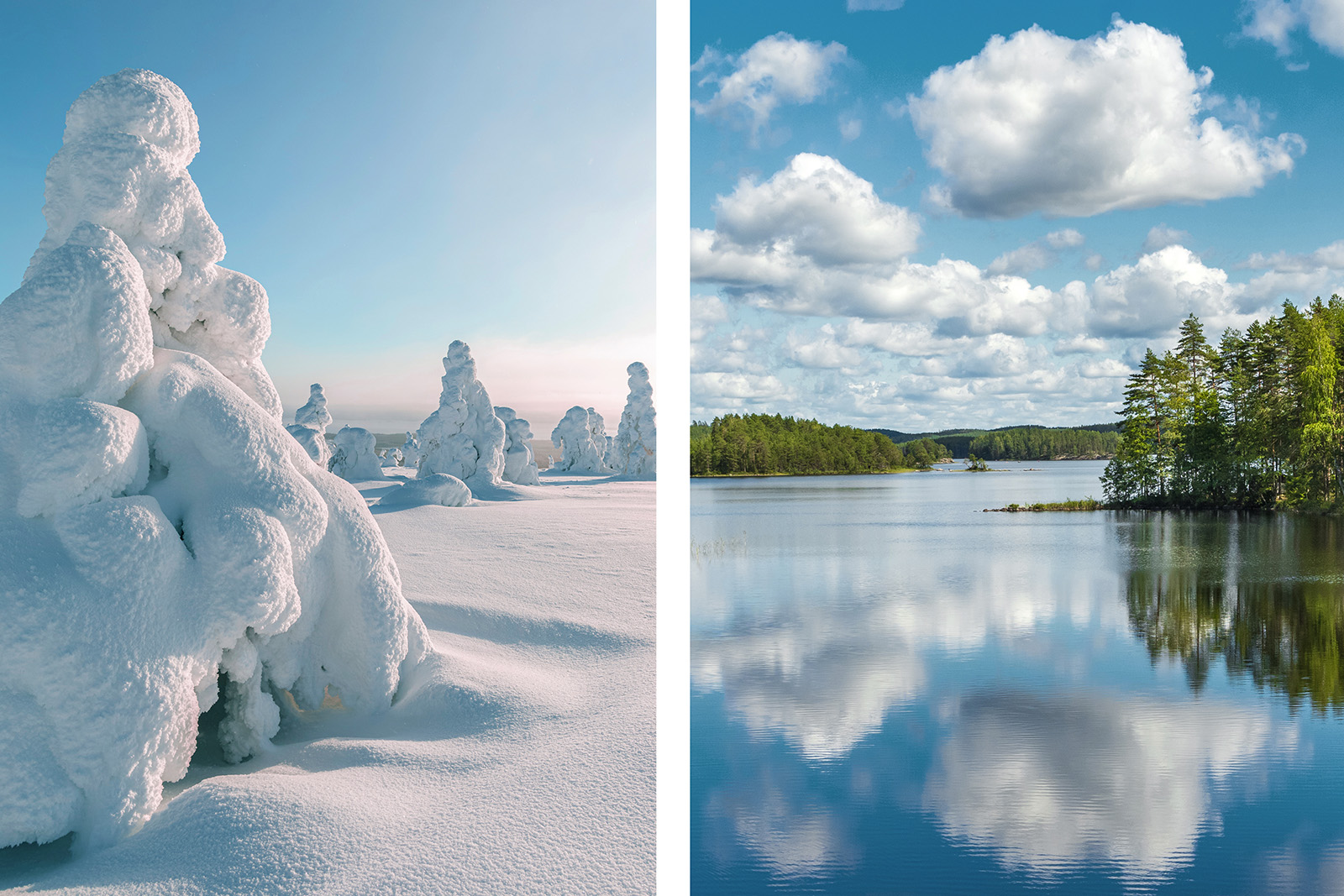 Snowy trees. A sunny lake view.