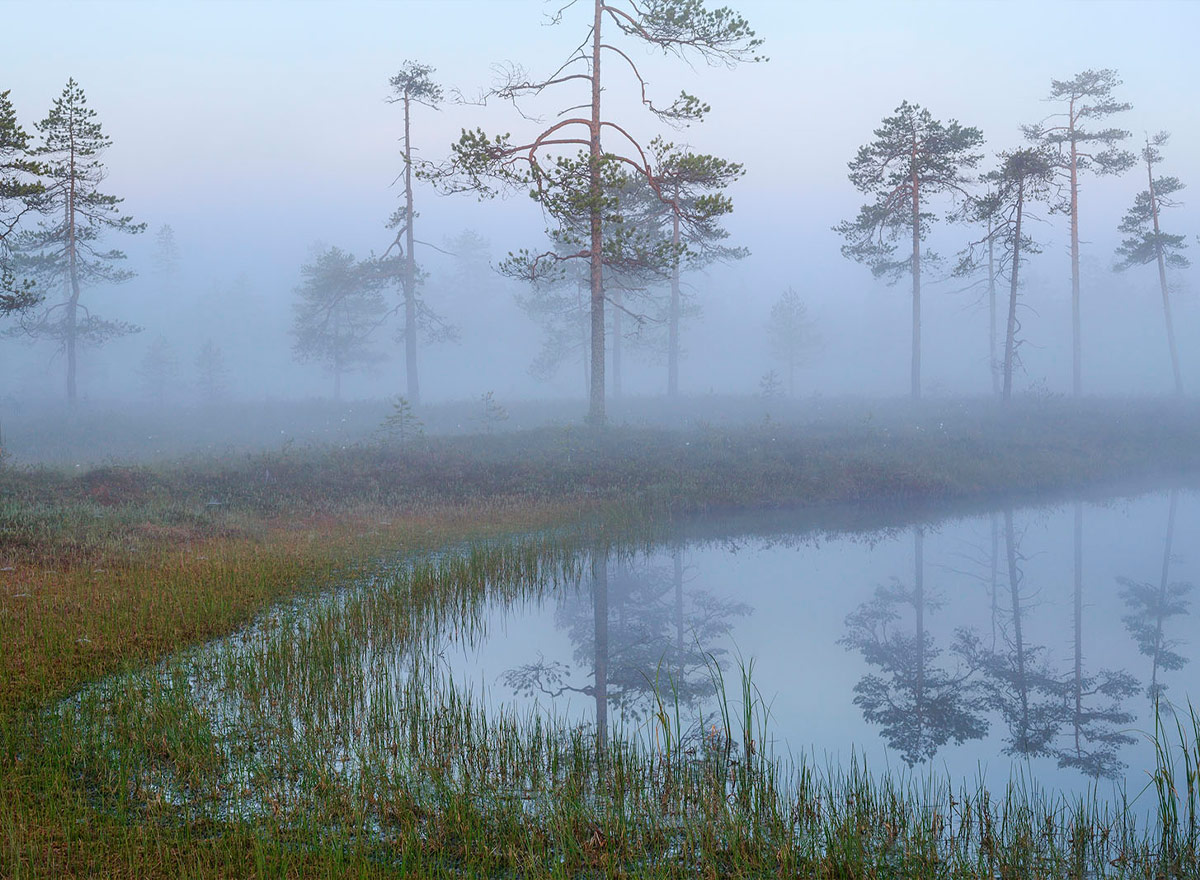 Eine neblige Szenerie in einem finnischen Torfgebiet.